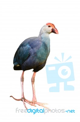 Purple Swamphen (porphyrio Porphyrio) Stock Photo