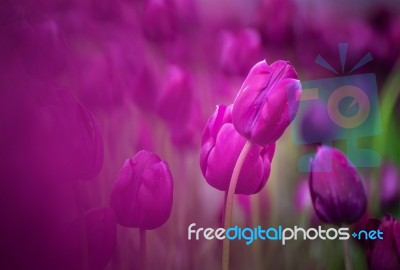 Purple Tulips Stock Photo