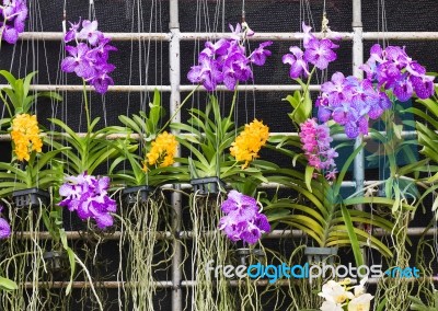 Purple Vanda Orchid Stock Photo