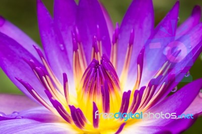 Purple Water Lilly Stock Photo