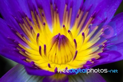 Purple Water Lily Stock Photo