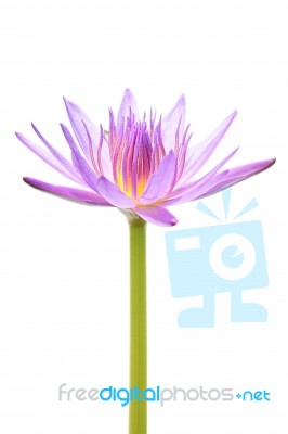 Purple Water Lily Isolated Stock Photo