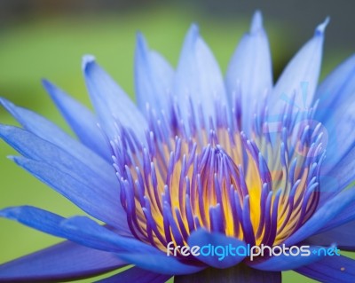 Purple Waterlily Stock Photo