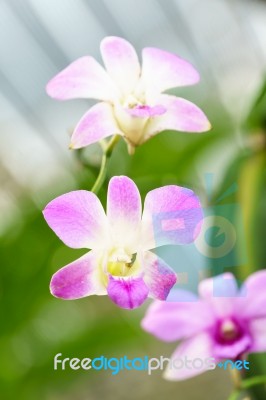 Purple White Mokara Hybrids Orchid In Garden Stock Photo