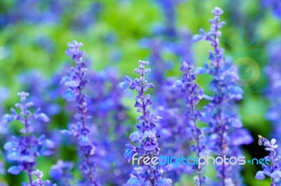 Purple White Salvia Flowers Close Up Stock Photo