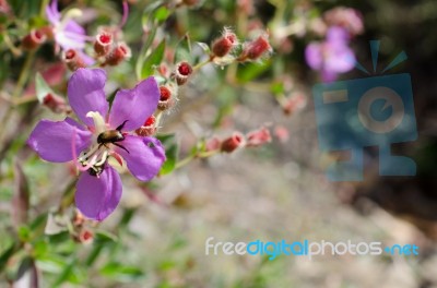 
Purple Wildflowers Born On Stream In The Forest Beautiful Detai… Stock Photo