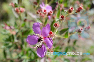 
Purple Wildflowers Born On Stream In The Forest Beautiful Detai… Stock Photo