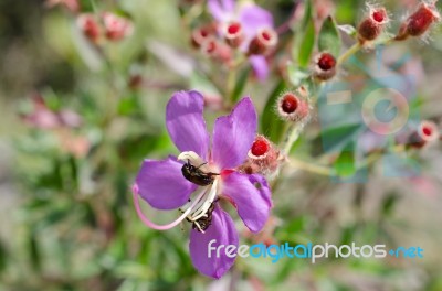 
Purple Wildflowers Born On Stream In The Forest Beautiful Detai… Stock Photo