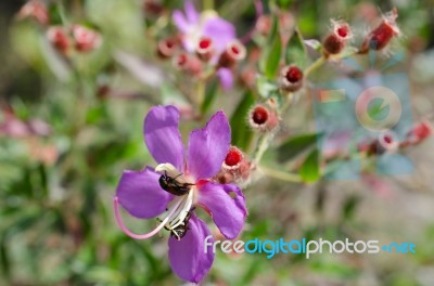 
Purple Wildflowers Born On Stream In The Forest Beautiful Detai… Stock Photo