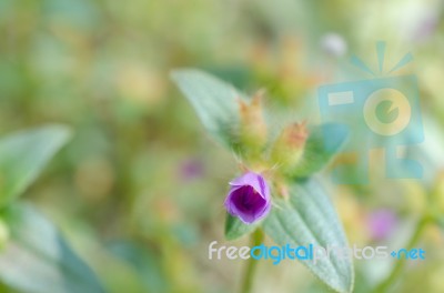 
Purple Wildflowers Born On Stream In The Forest Beautiful Detai… Stock Photo