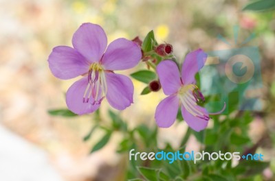 
Purple Wildflowers Born On Stream In The Forest Beautiful Detai… Stock Photo