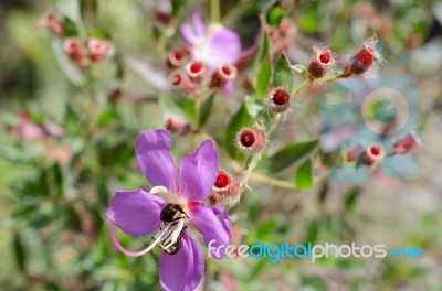 
Purple Wildflowers Born On Stream In The Forest Beautiful Detai… Stock Photo