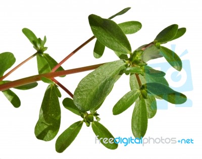 Purslane Stock Photo