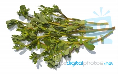 Purslane Stock Photo