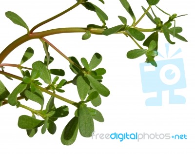 Purslane Stock Photo