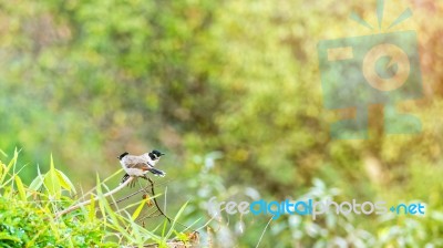 Pycnonotus Aurigaster Birds Stock Photo