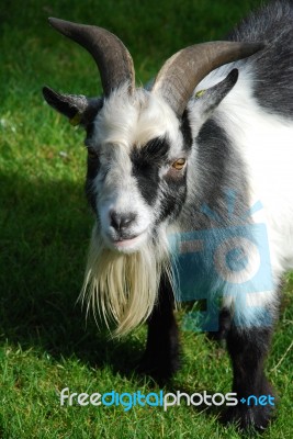 Pygmy Goat Stock Photo