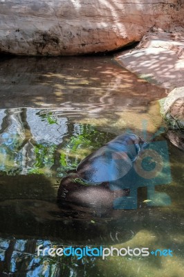 Pygmy Hippopotamus (choeropsis Liberiensis Or Hexaprotodon Liber… Stock Photo