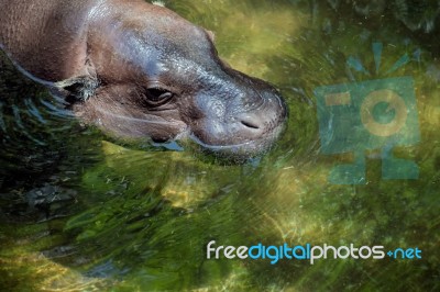 Pygmy Hippopotamus (choeropsis Liberiensis Or Hexaprotodon Liber… Stock Photo