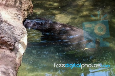 Pygmy Hippopotamus (choeropsis Liberiensis Or Hexaprotodon Liber… Stock Photo