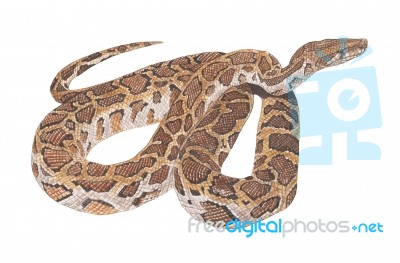 Python Snake Painting Stock Image