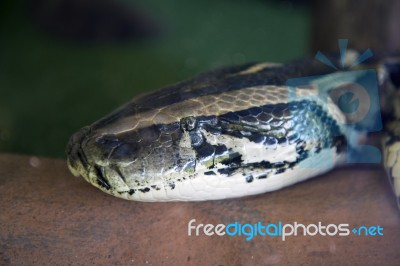 Python Tiger Head Close-up Stock Photo