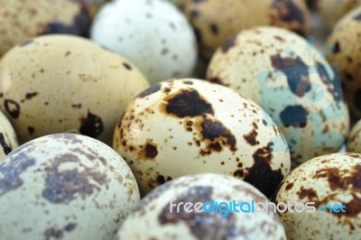 Quail Eggs Stock Photo