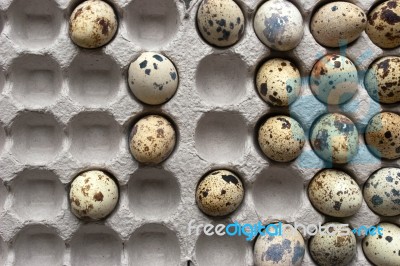 Quail Eggs In The Cardboard Packing Stock Photo