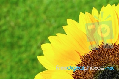 Quarter Part Of Yellow Sunflower Stock Photo