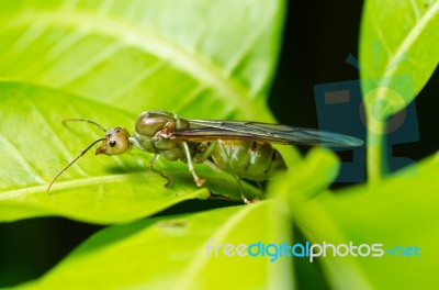 Queen Ant In Green Nature Stock Photo