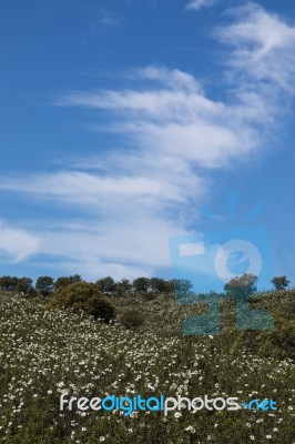 Quercus Ilex Landscape Stock Photo