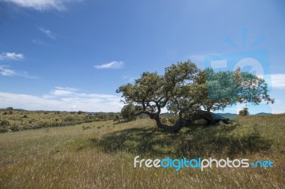 Quercus Ilex Tree Stock Photo