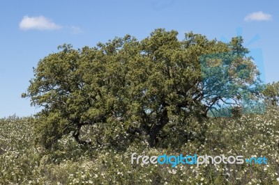 Quercus Ilex Tree Stock Photo