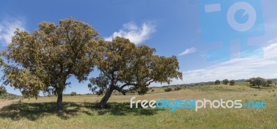 Quercus Ilex Tree Stock Photo