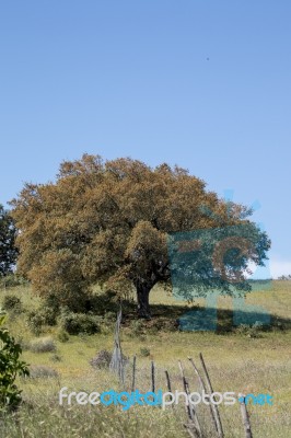 Quercus Ilex Tree Stock Photo