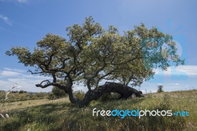 Quercus Ilex Tree Stock Photo