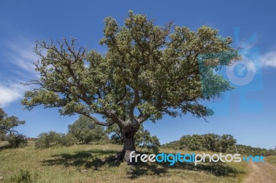 Quercus Ilex Tree Stock Photo