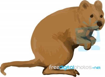 Quokka Side Watercolor Stock Image