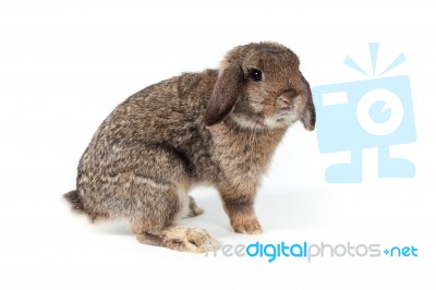 Rabbit Stock Photo