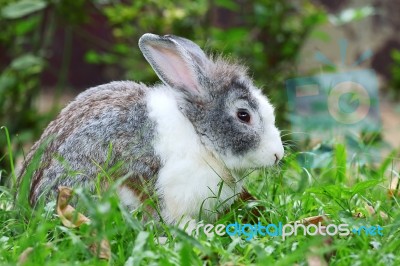 Rabbit Stock Photo