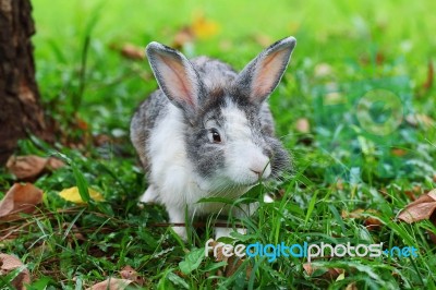 Rabbit Stock Photo