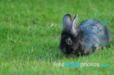 Rabbit Stock Photo