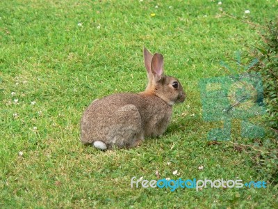 Rabbit Stock Photo