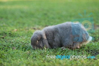 Rabbit Stock Photo