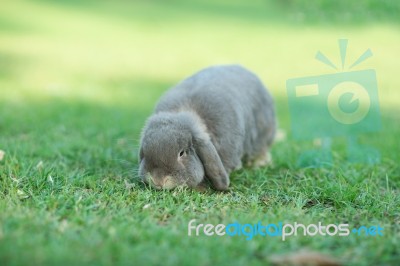 Rabbit Stock Photo