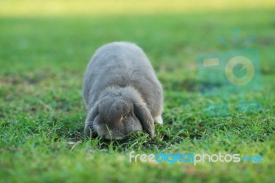 Rabbit Stock Photo