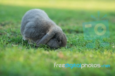 Rabbit Stock Photo