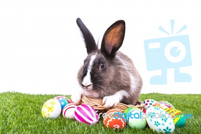 Rabbit And Easter Eggs In Green Grass Stock Photo