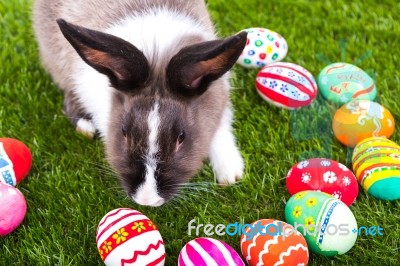 Rabbit And Easter Eggs In Green Grass Stock Photo