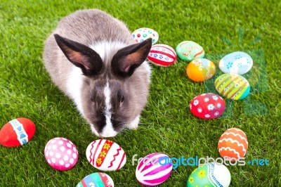 Rabbit And Easter Eggs In Green Grass Stock Photo